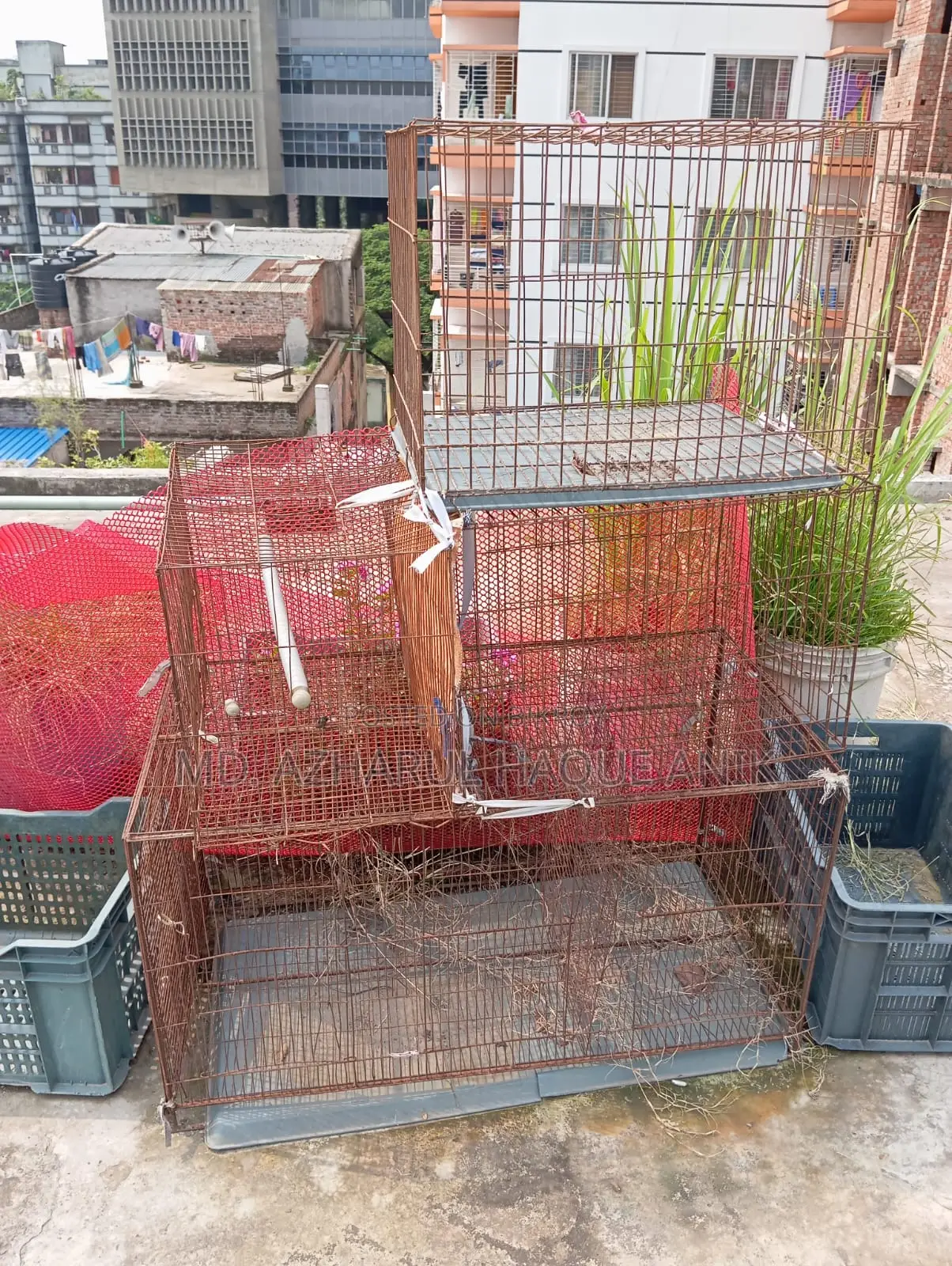 Pigeon and Bird Cage
