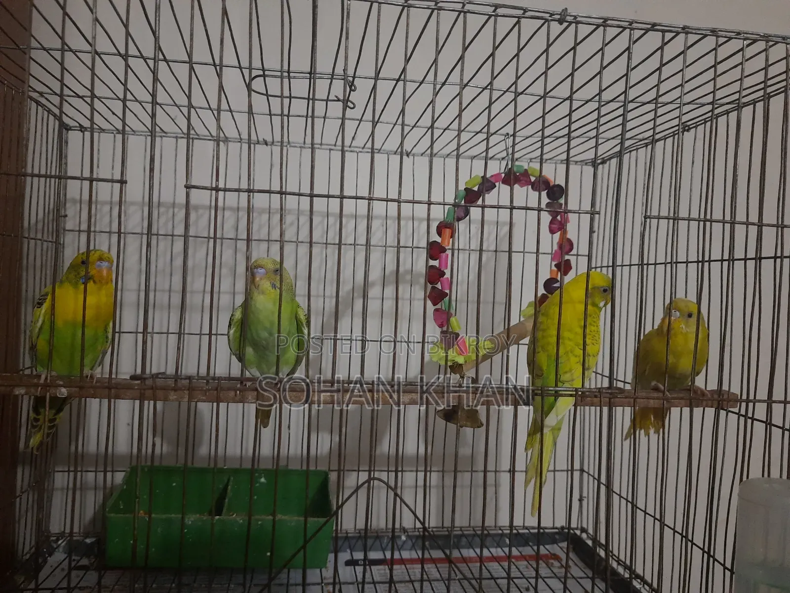 Adult Pair