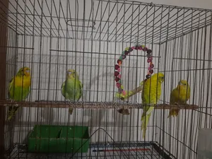 Adult Pair