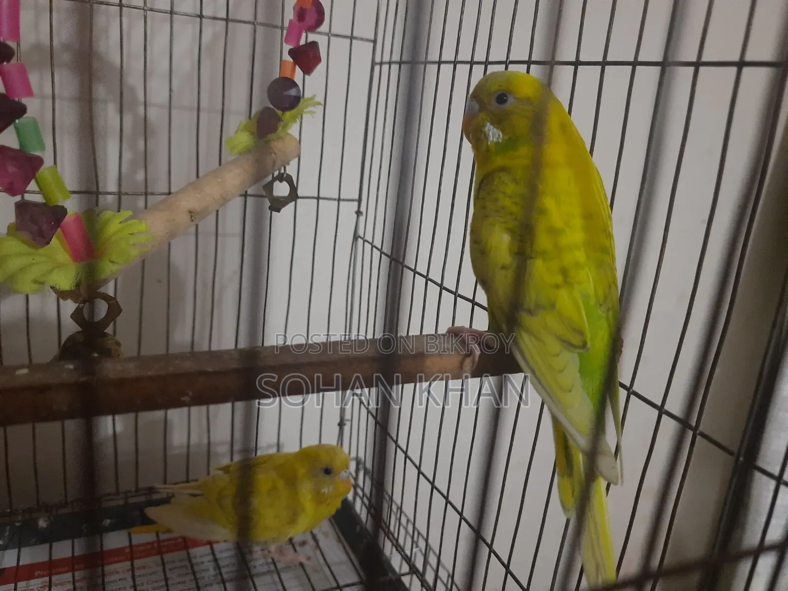 Adult Pair
