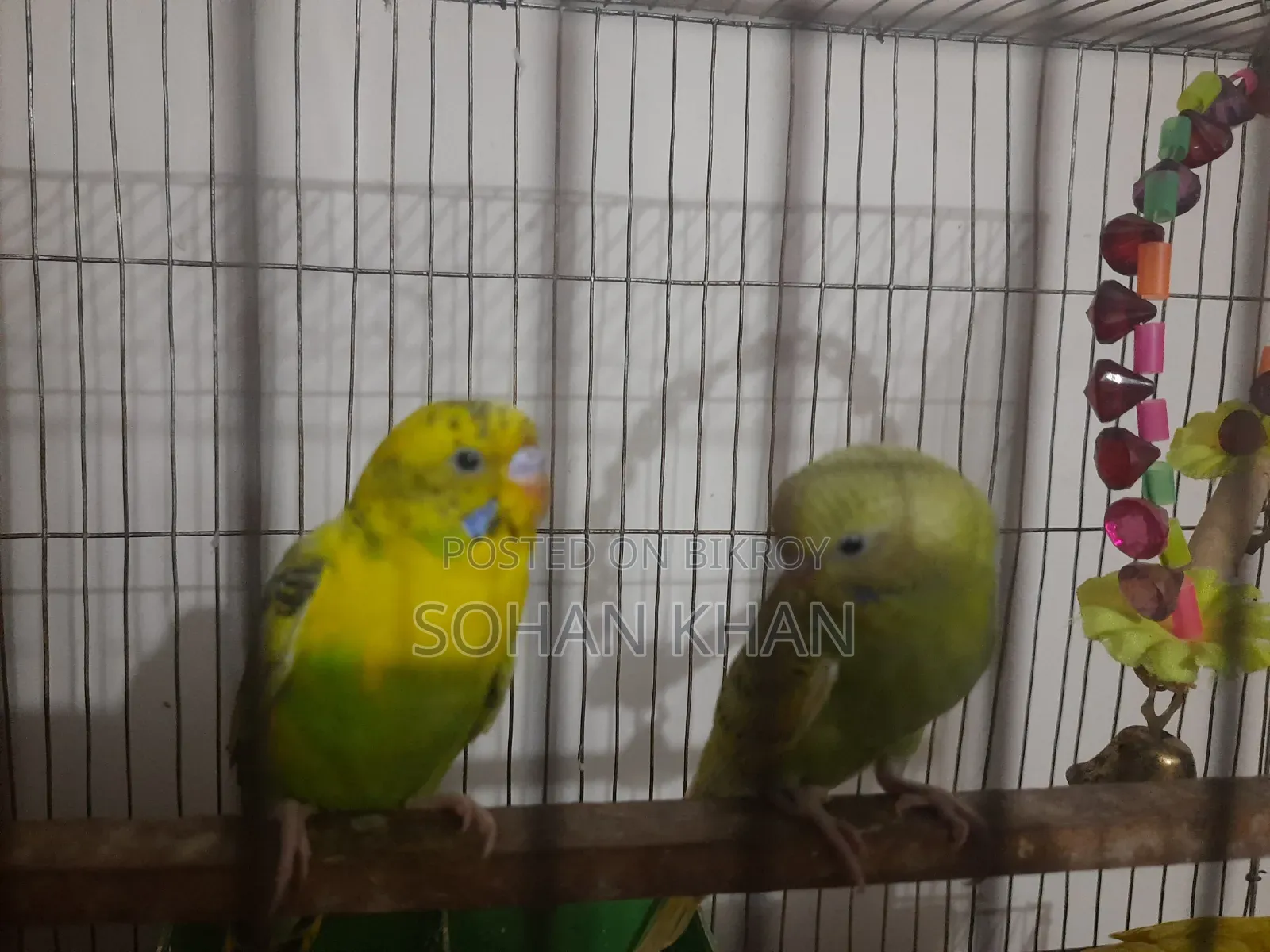 Adult Pair