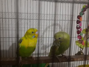Adult Pair