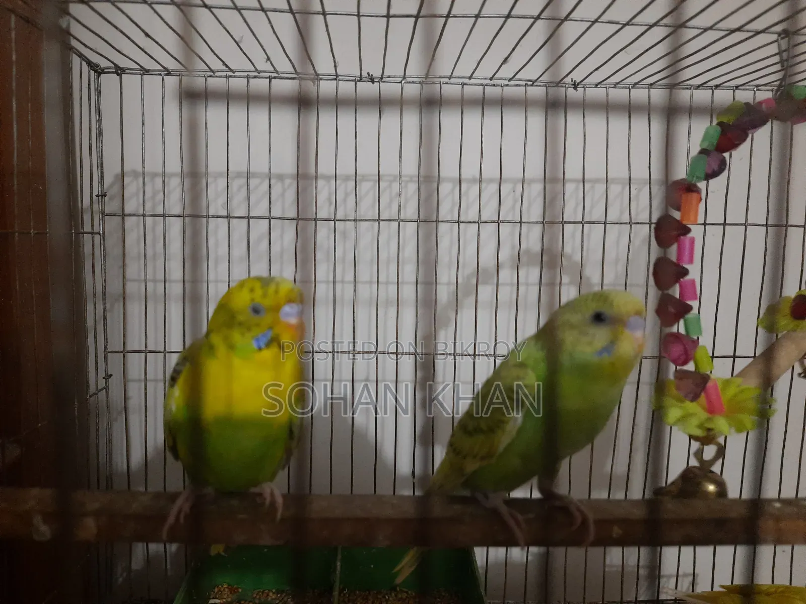 Adult Pair