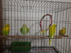 Adult Pair