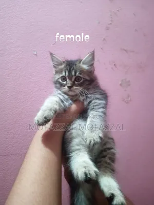 1-3 Months Female Mixed Breed Persian