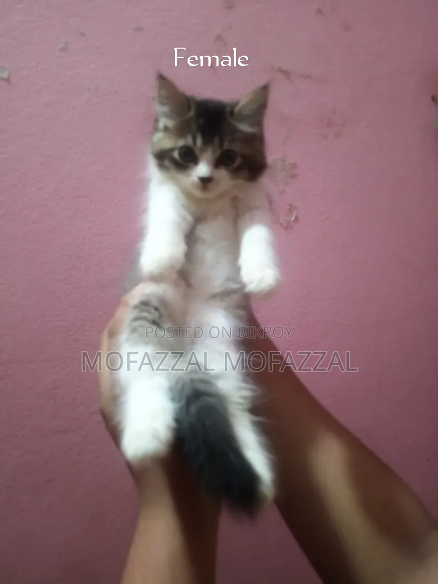 1-3 Months Female Mixed Breed Persian