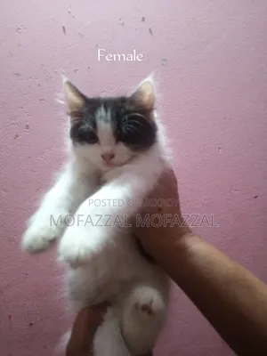 1-3 Months Female Mixed Breed Persian