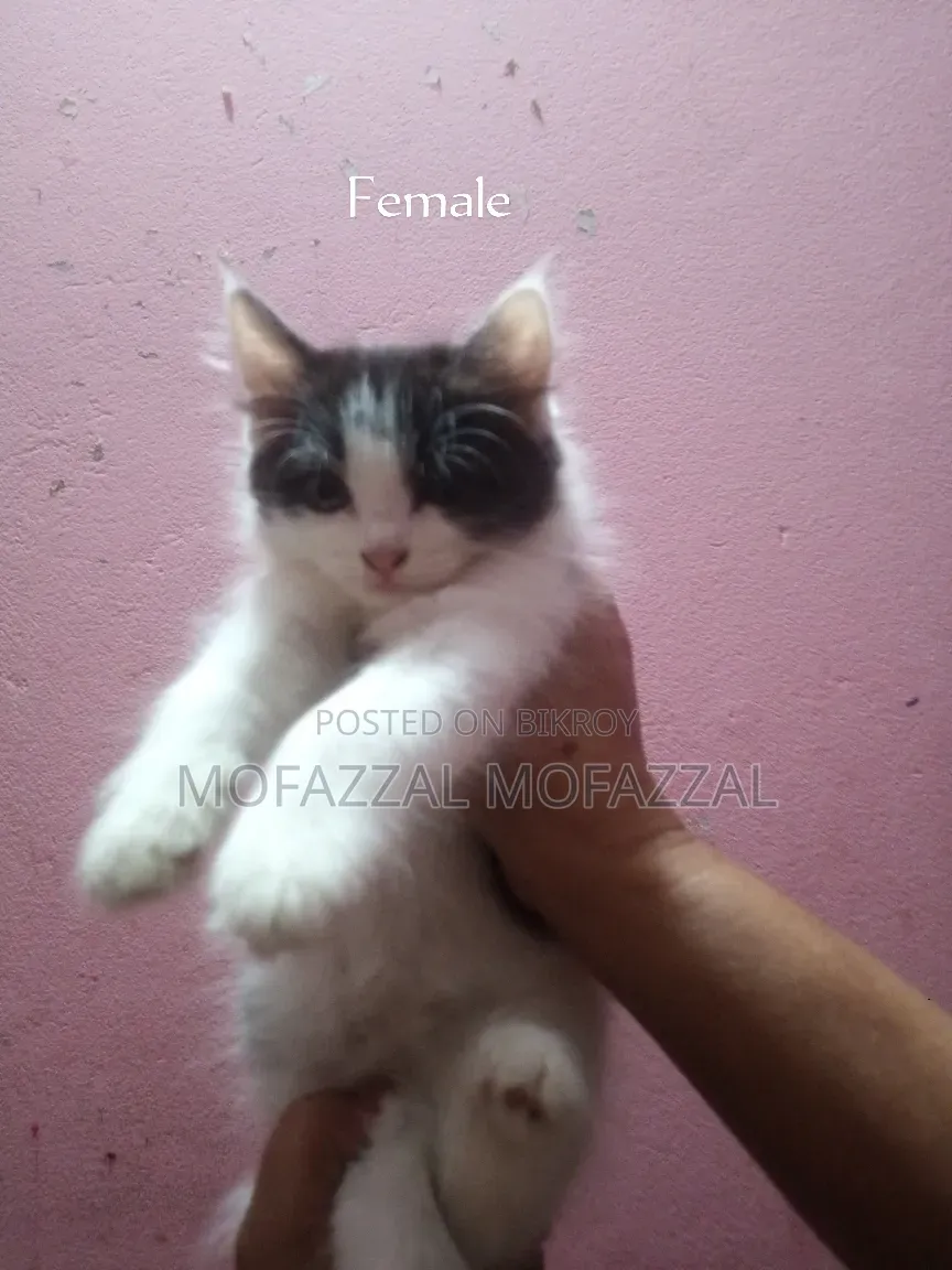 1-3 Months Female Mixed Breed Persian