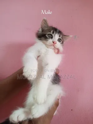 1-3 Months Female Mixed Breed Persian