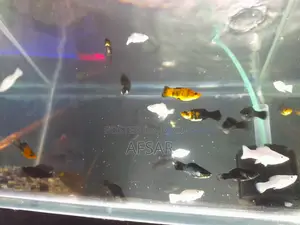 অ্যাকুরিয়াম মলি মাছ