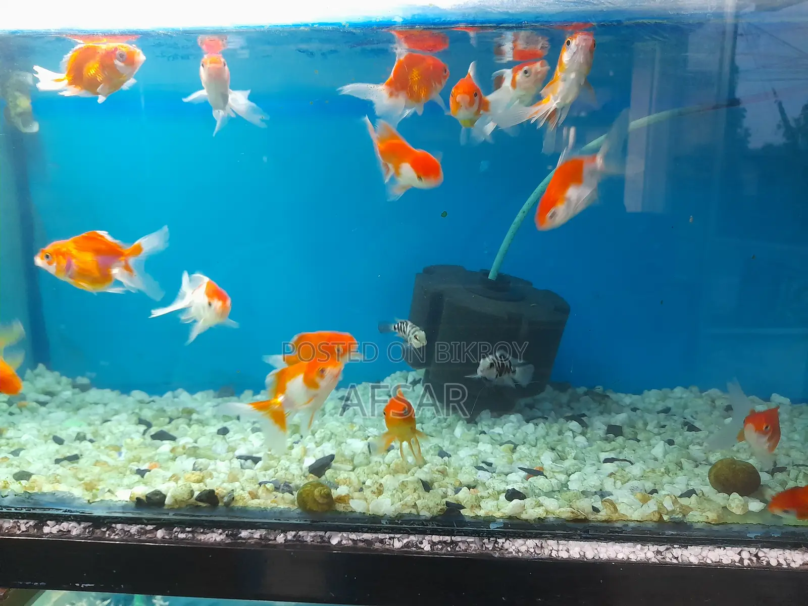 বড় গোল্ড ফিশ
