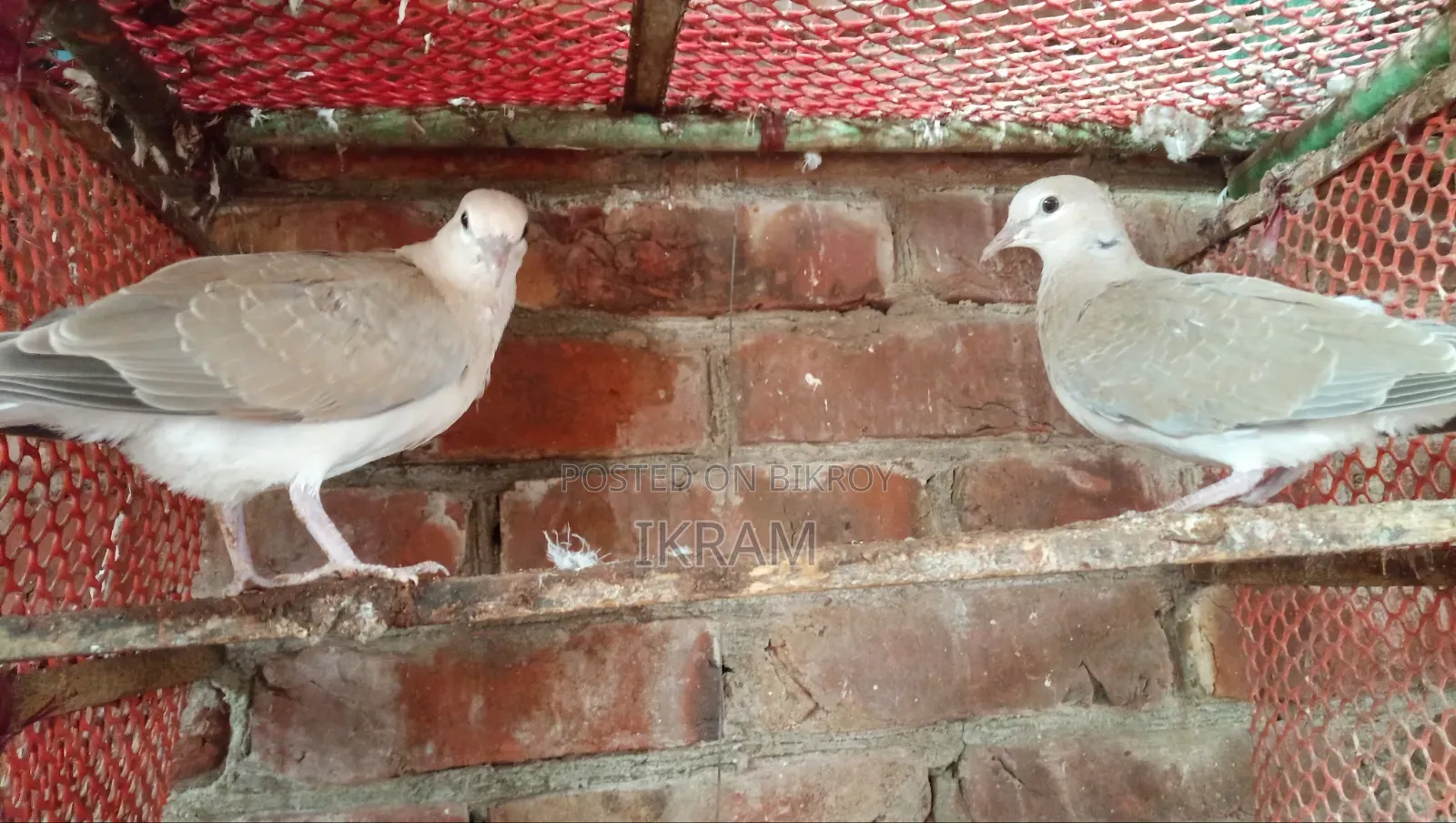 Dove bird chick