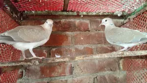 Dove bird chick