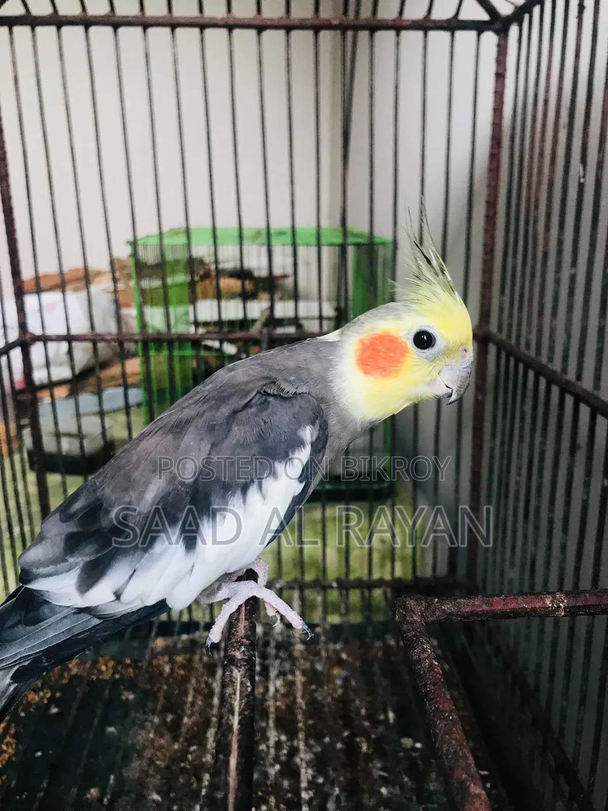 Cockatiel Bird