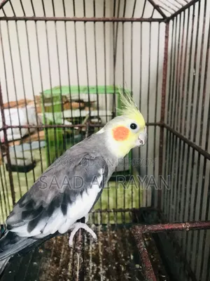 Cockatiel Bird