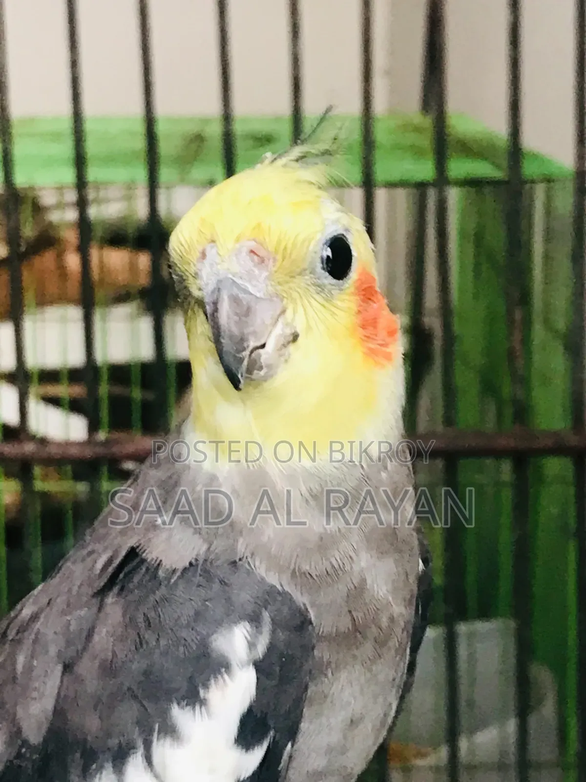 Cockatiel Bird