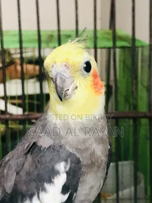 Cockatiel Bird