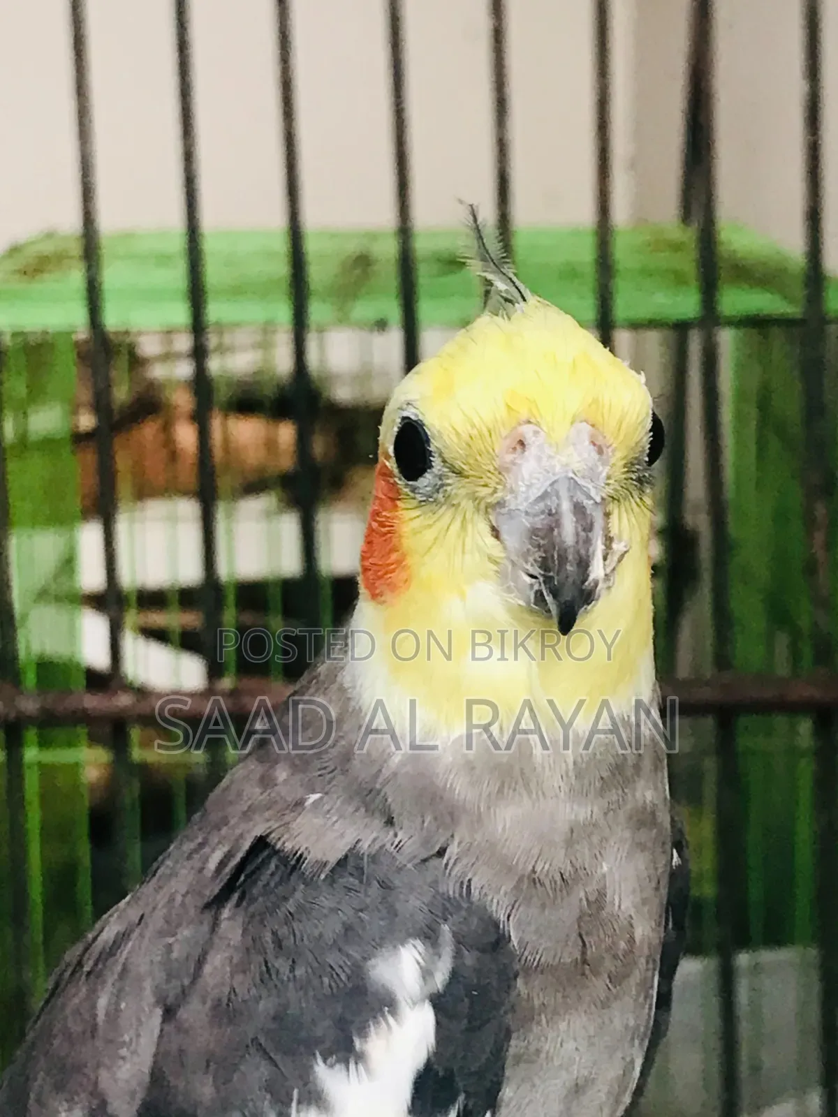 Cockatiel Bird