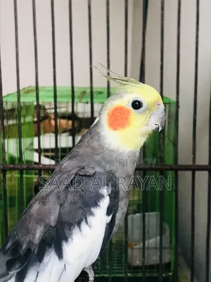 Cockatiel Bird