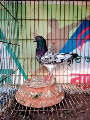 Tiger Dabwala male pigeon for sale