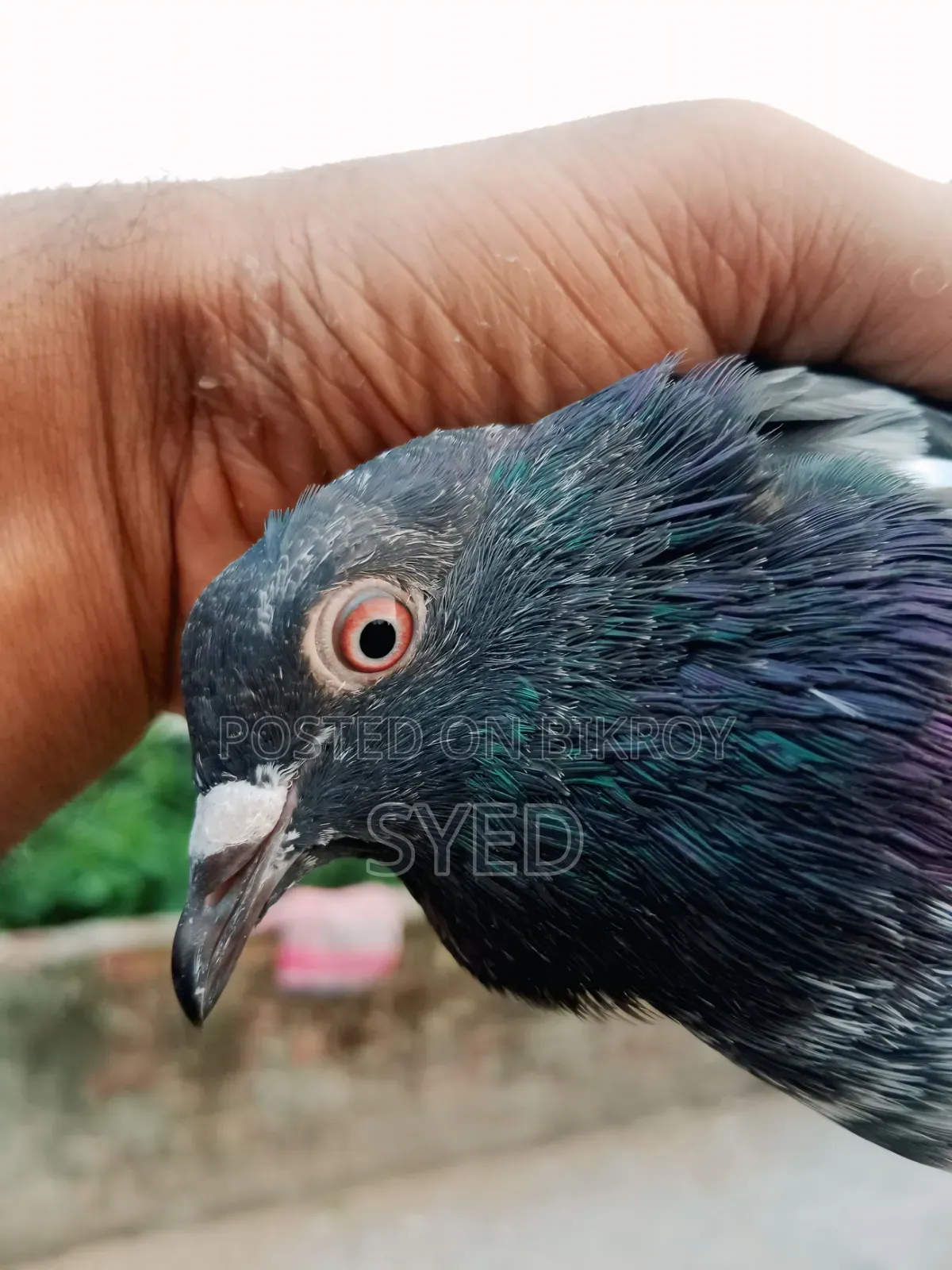 Tiger Dabwala male pigeon for sale