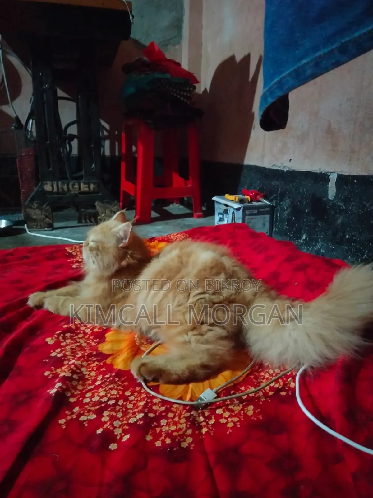 3-6 Months Male Purebred Persian