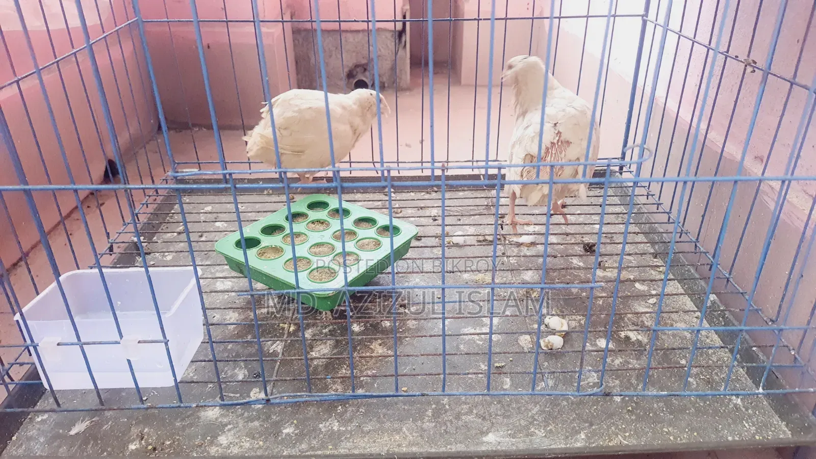 5 Quail And 2 Guinea Fowl