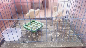 5 Quail And 2 Guinea Fowl