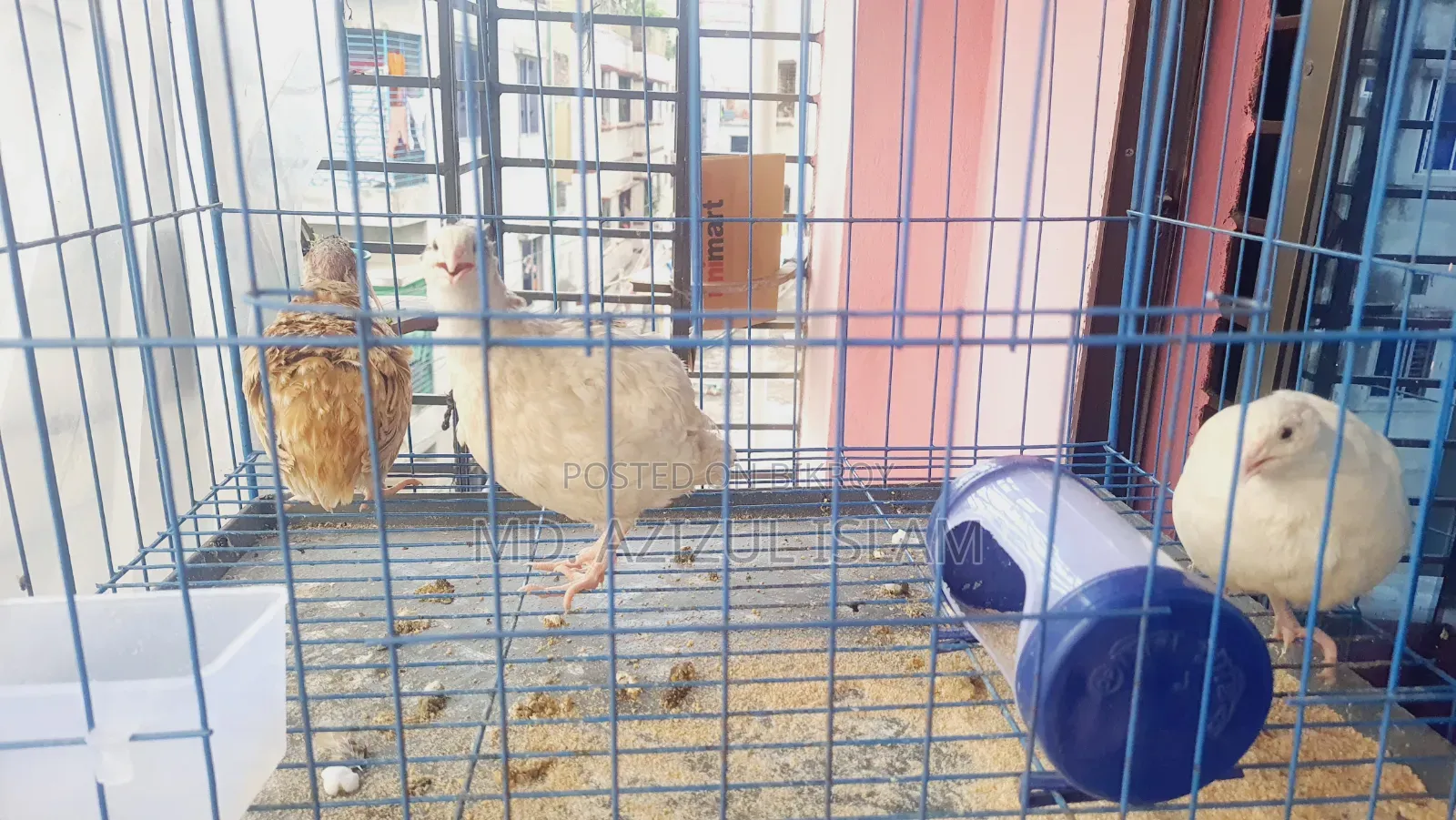 5 Quail And 2 Guinea Fowl