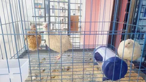 5 Quail And 2 Guinea Fowl