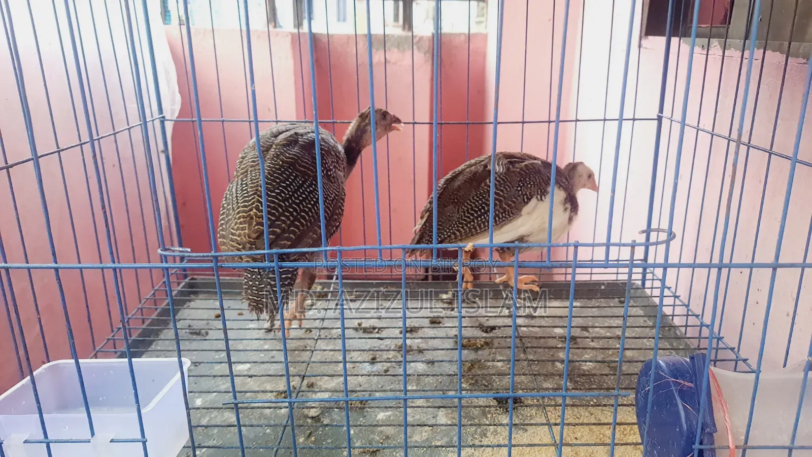 5 Quail And 2 Guinea Fowl