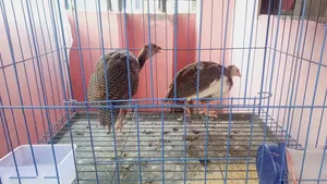 5 Quail And 2 Guinea Fowl
