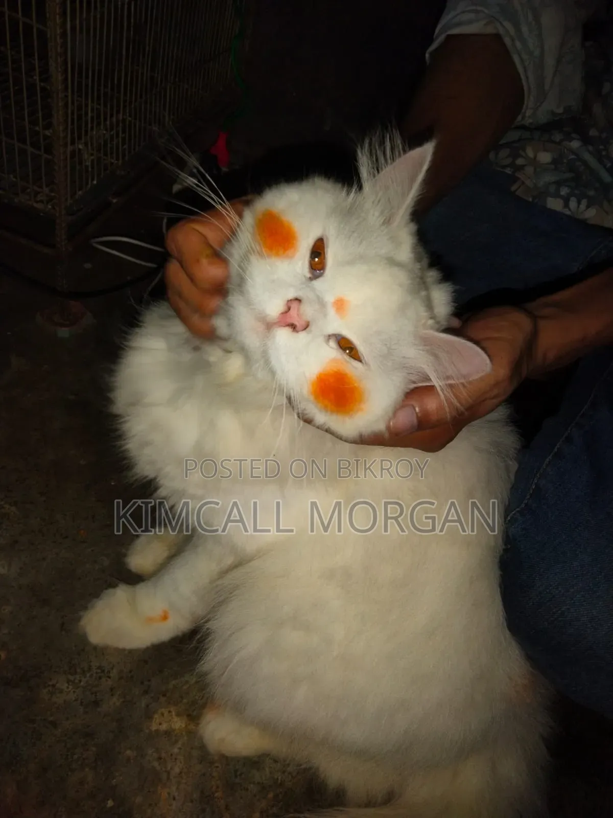 1+ Year Male Purebred Persian