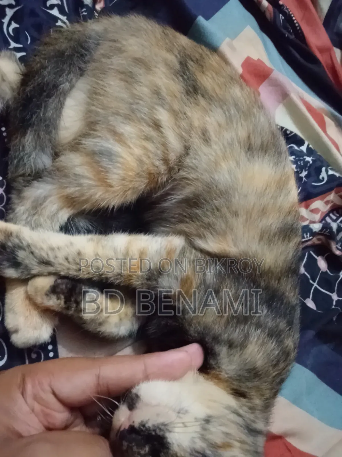 3-6 Months Female Purebred Cat