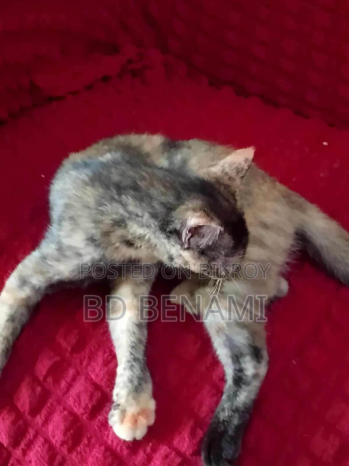 3-6 Months Female Purebred Cat