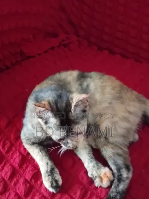 3-6 Months Female Purebred Cat