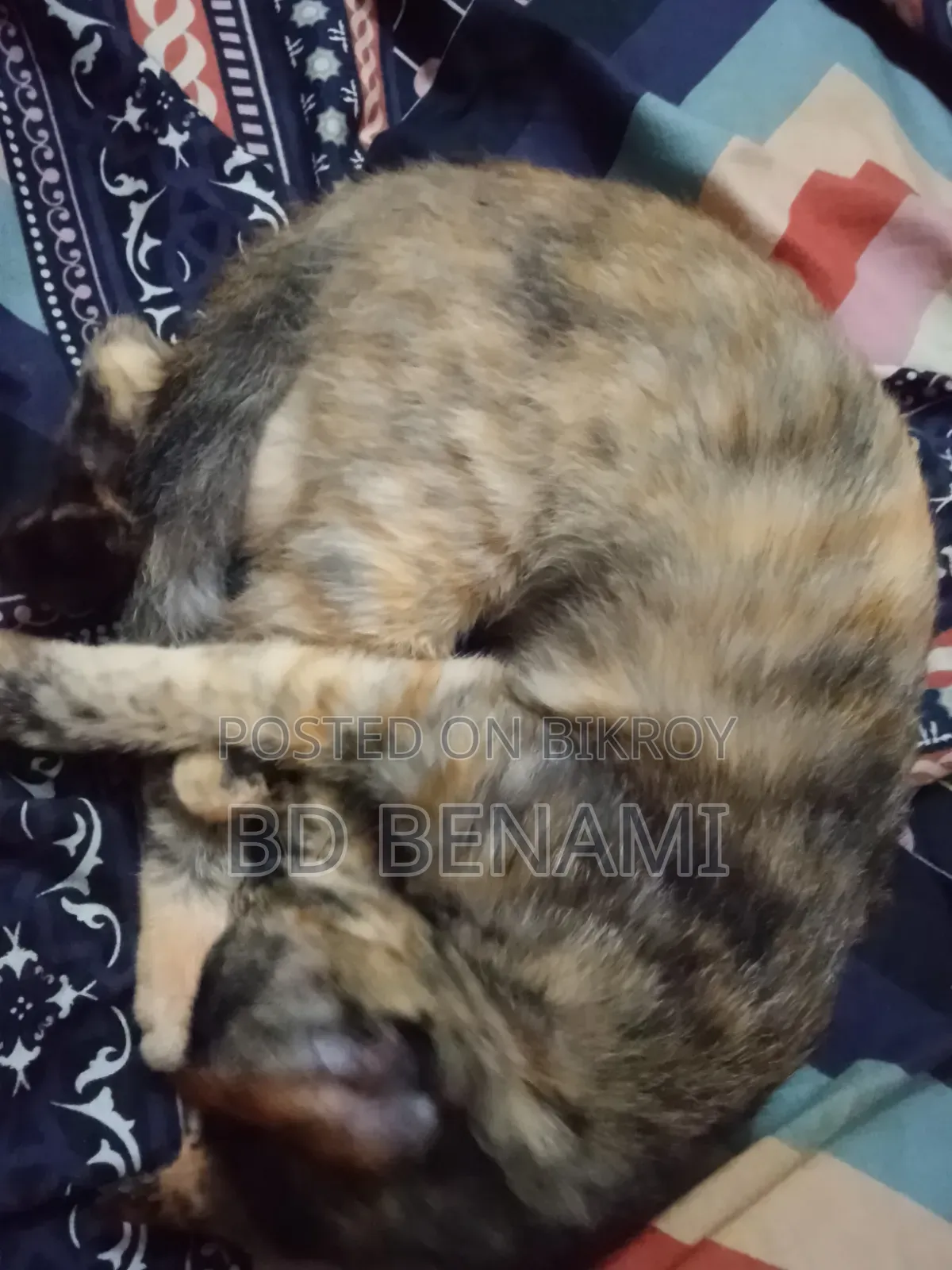 3-6 Months Female Purebred Cat