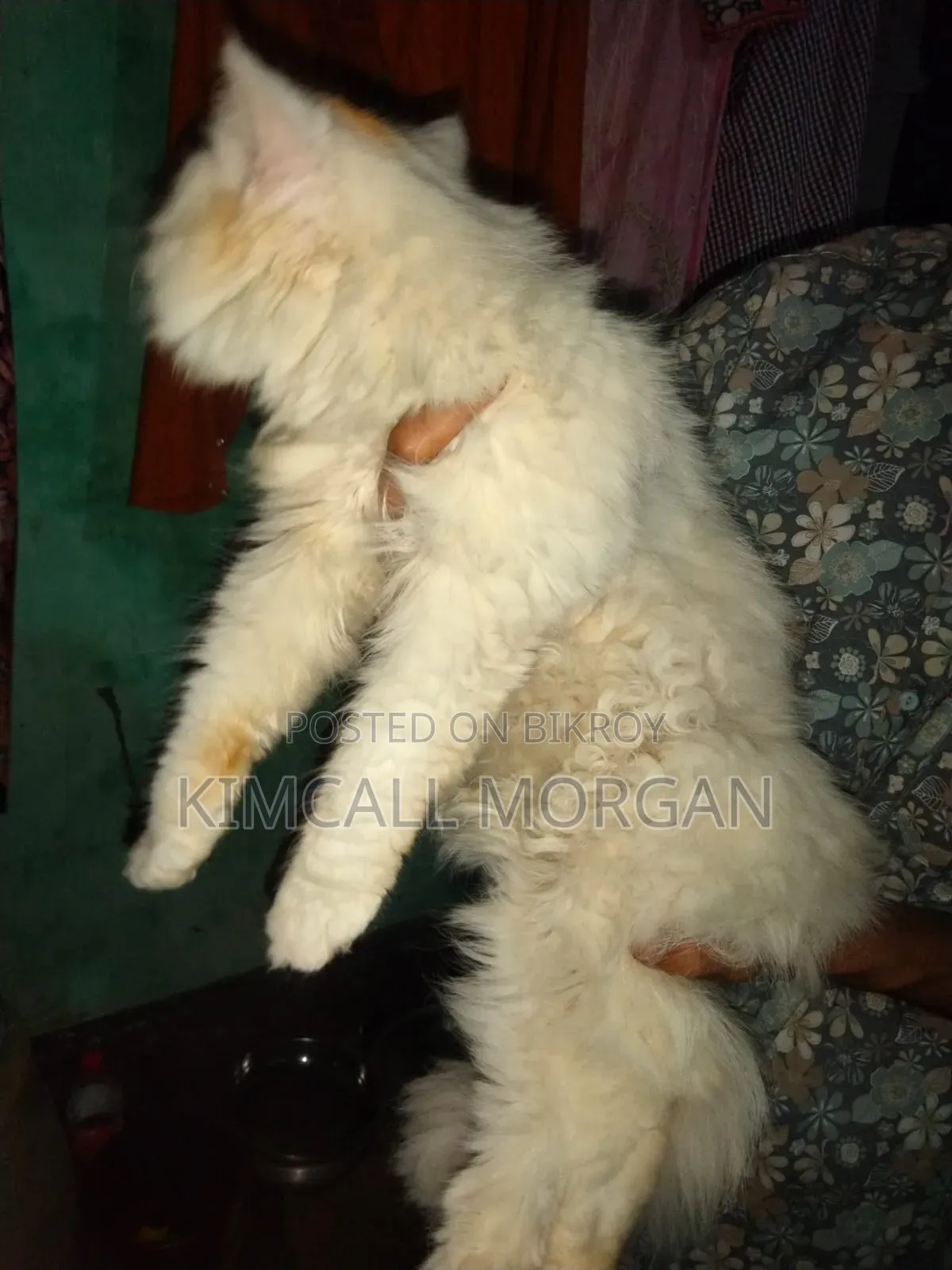 3-6 Months Female Purebred Persian