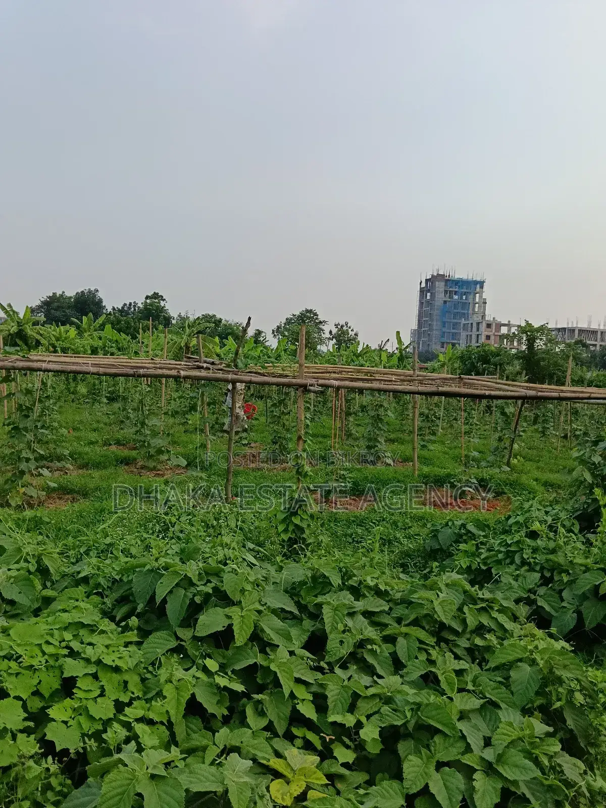 Urgent Block-P, North Facing 5 Katha Plot Sale