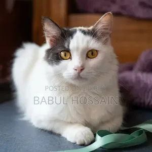 1+ Year Female Purebred Persian