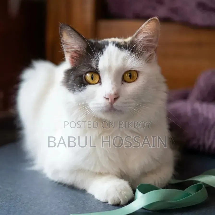 1+ Year Female Purebred Persian