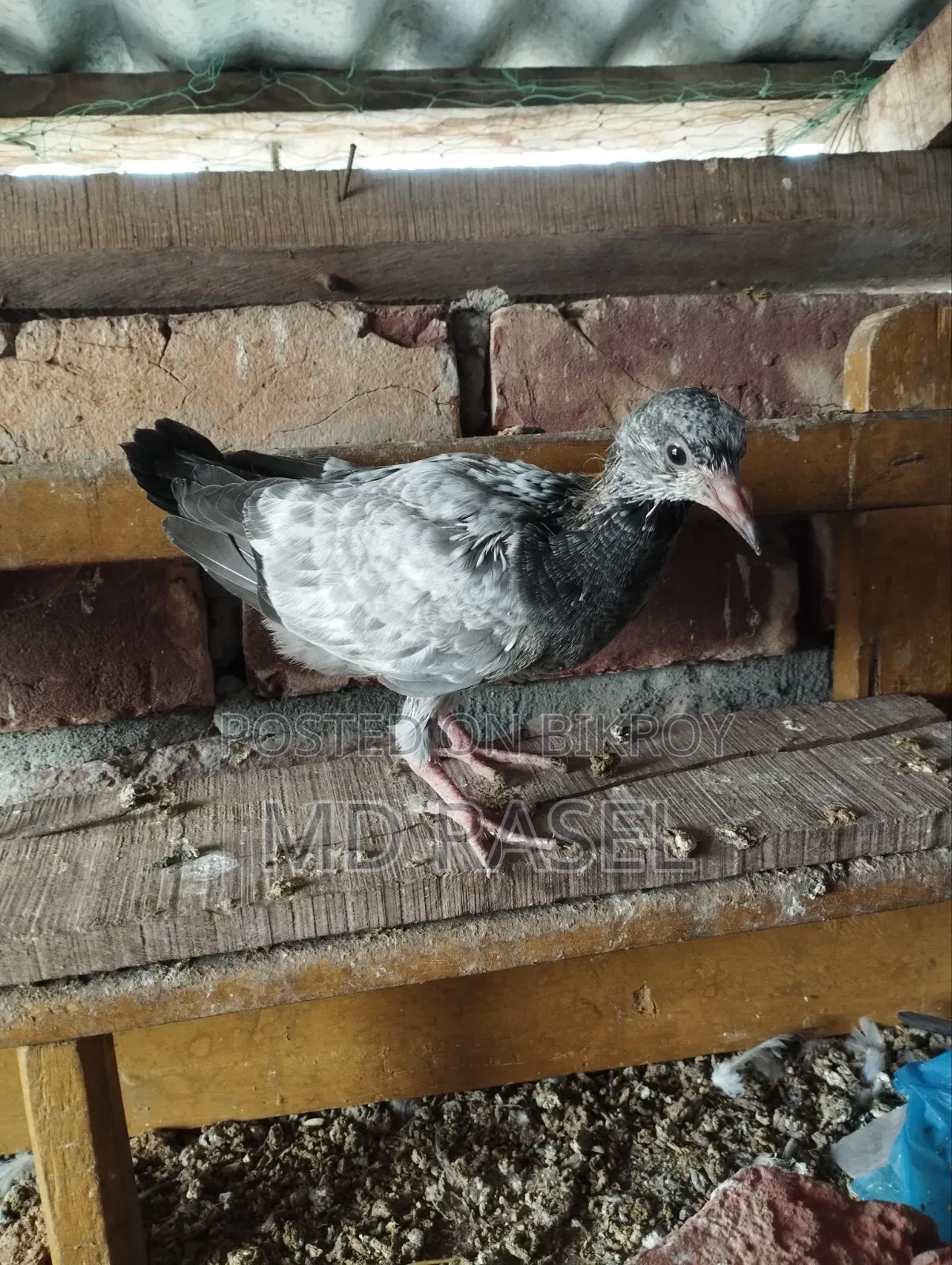 Baby pigeons for consumption