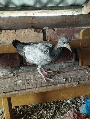 Baby pigeons for consumption
