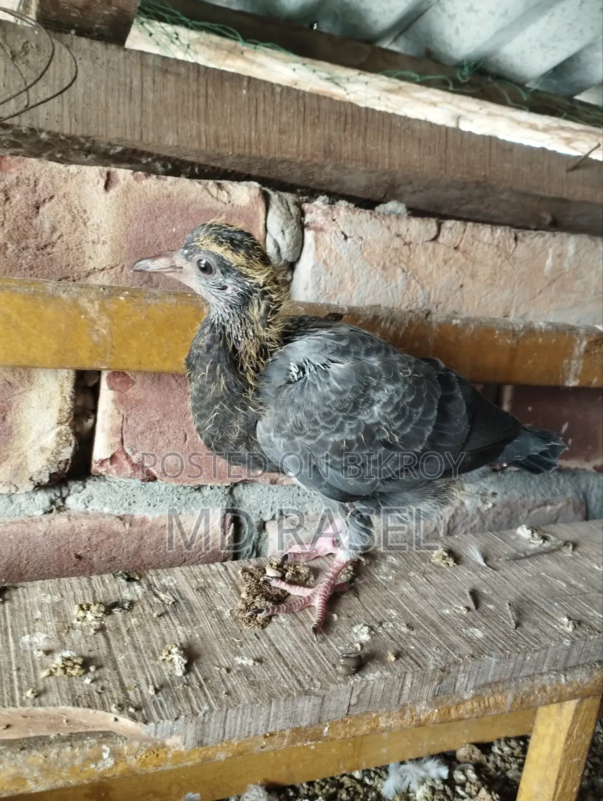 Baby pigeons for consumption