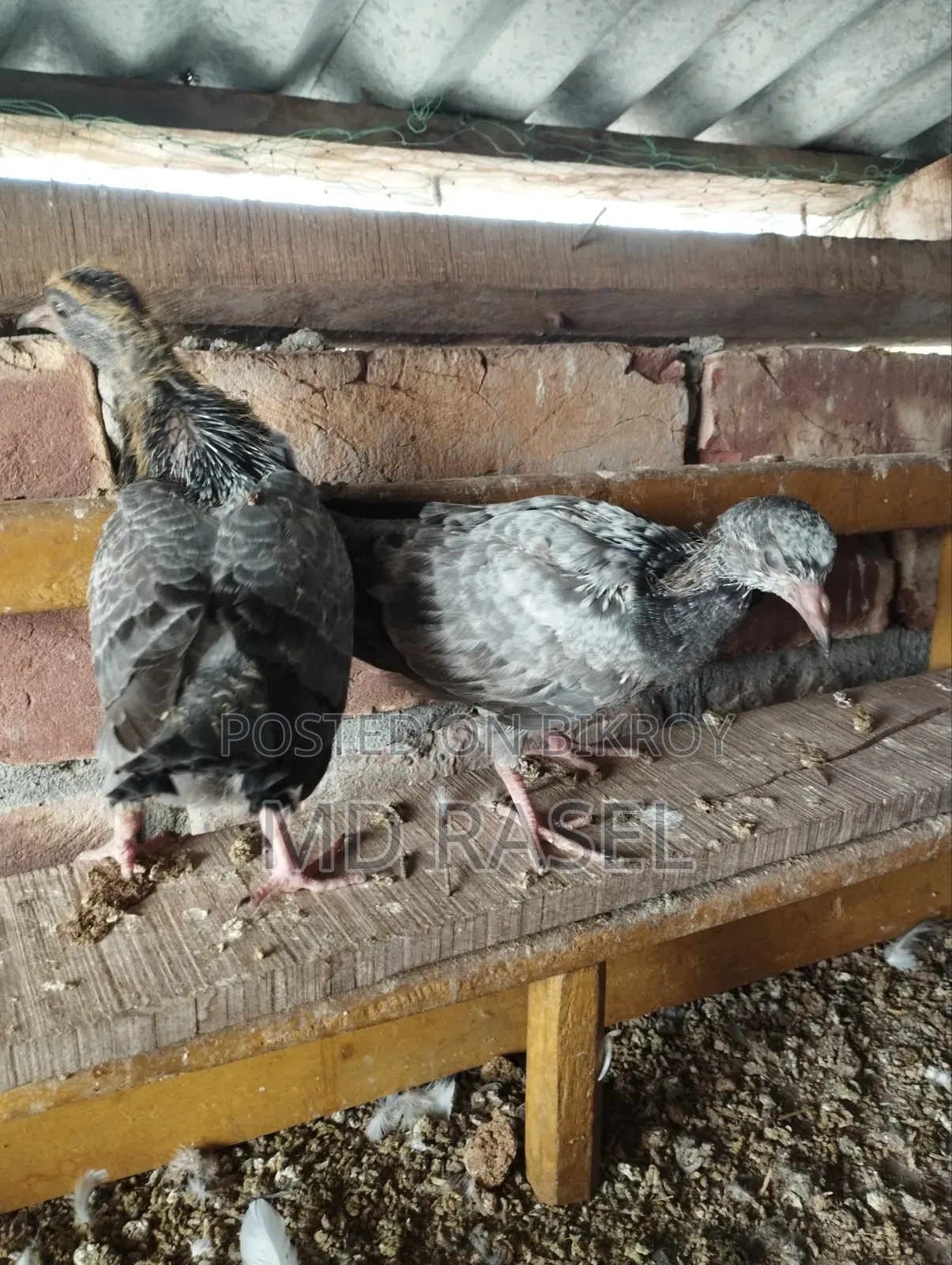Baby pigeons for consumption