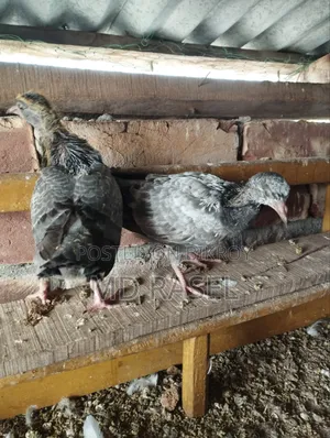 Baby pigeons for consumption