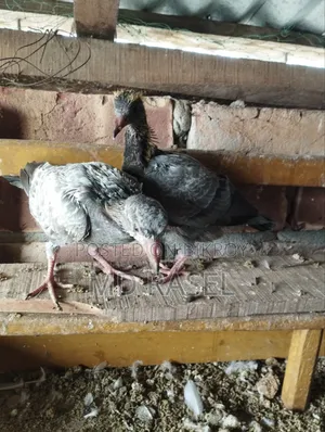 Baby pigeons for consumption