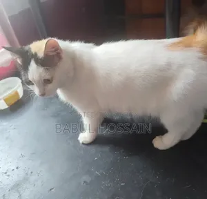 1+ Year Female Purebred Persian
