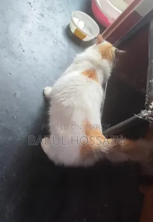 1+ Year Female Purebred Persian