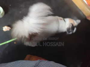 1+ Year Female Purebred Persian